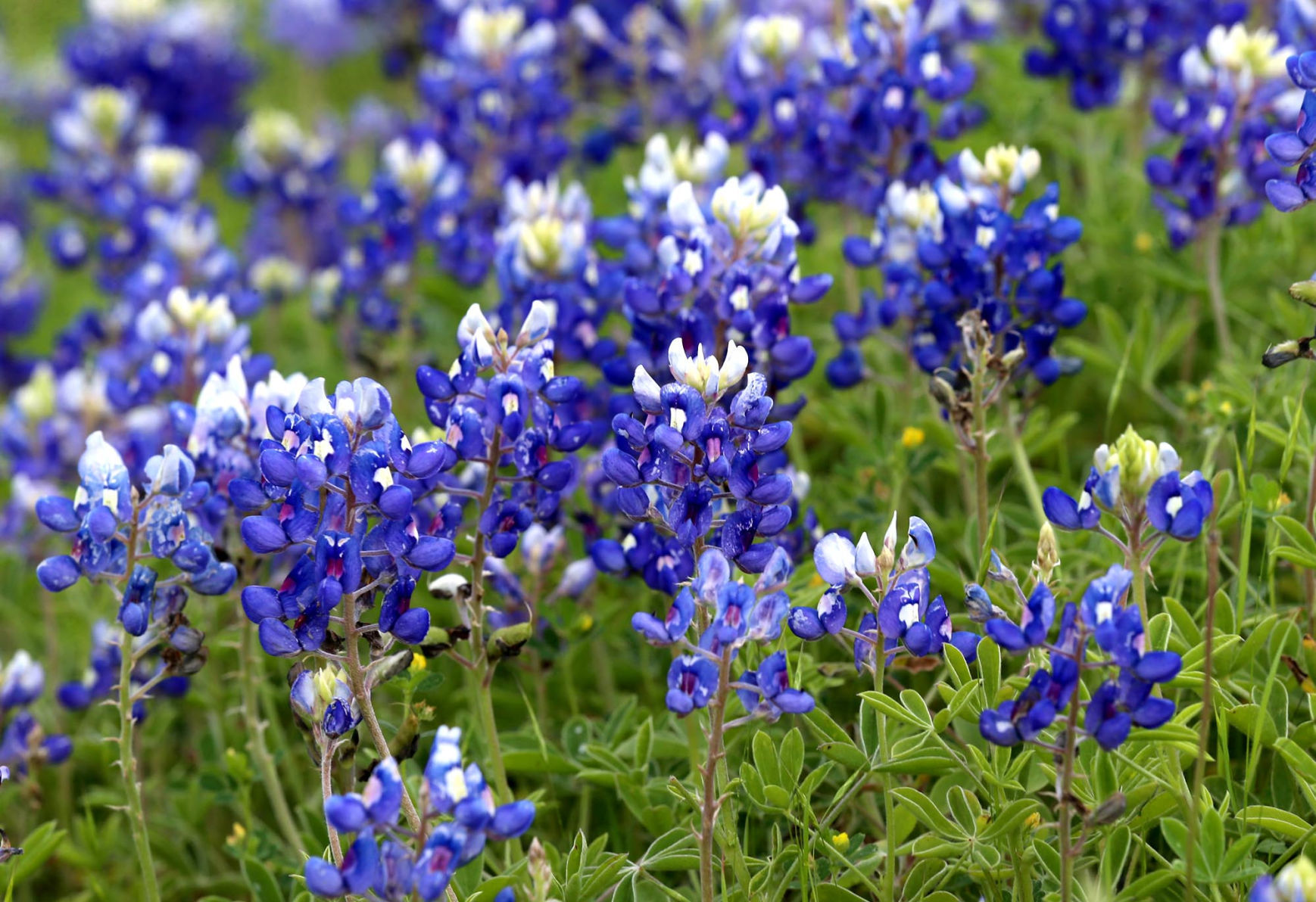 bluebonnets
